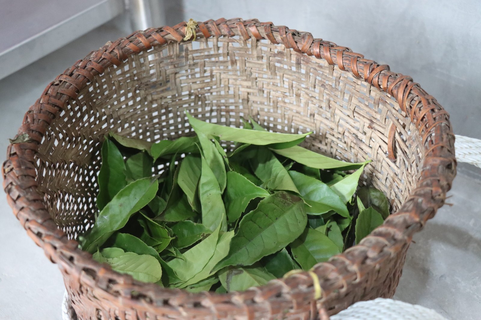 Guayusa